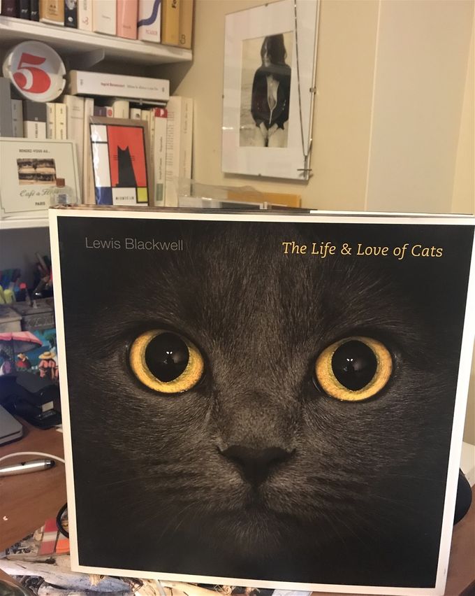 Lewis Blackwell / The life & Love of Cats / Le plus beau livre de ma collection