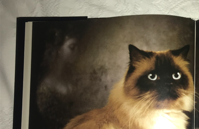 Les magnifiques chats de Leonor Fini photographiés par Tana Kalaya dans son atelier.
